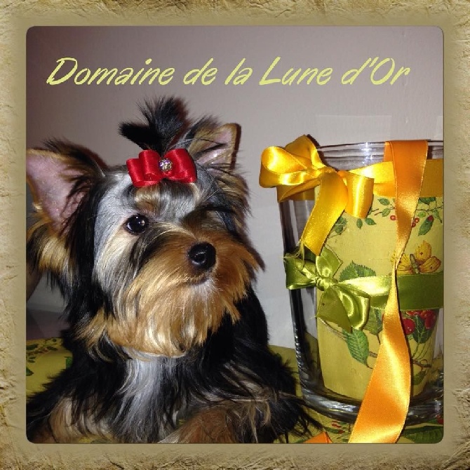 Du Domaine De La Lune D'or - belle petite femelle dispo