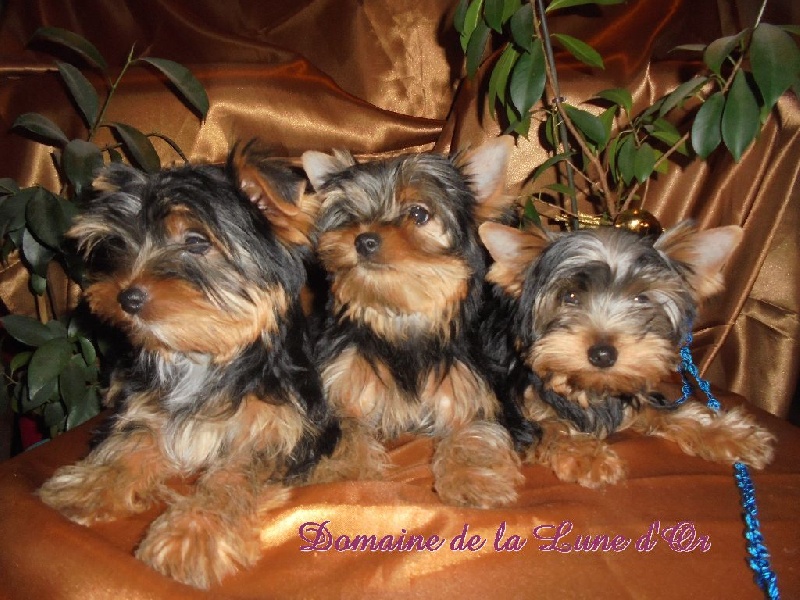 Du Domaine De La Lune D'or - Yorkshire Terrier - Portée née le 20/10/2014