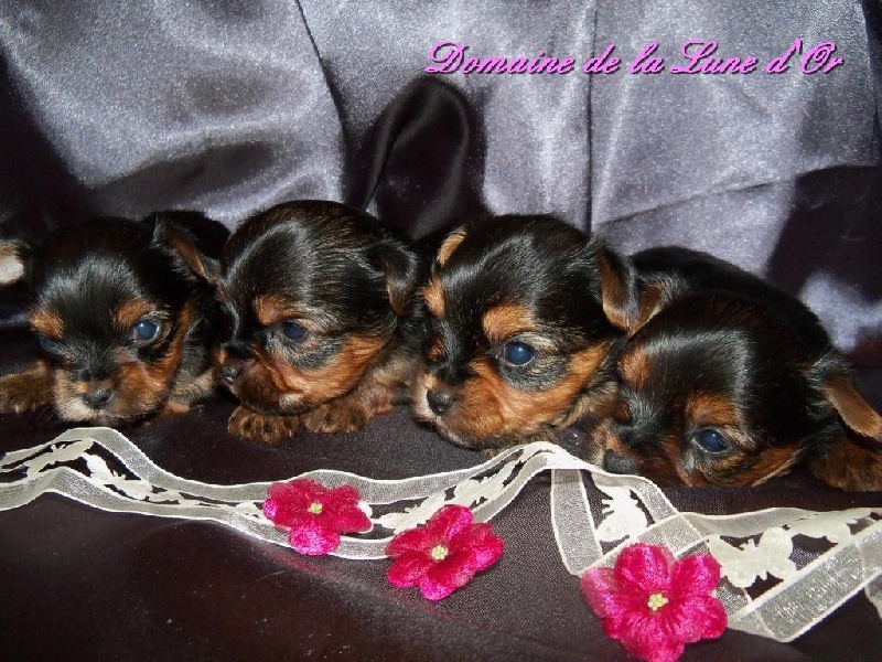 Du Domaine De La Lune D'or - Yorkshire Terrier - Portée née le 10/01/2013