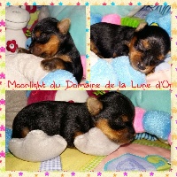 CHIOT