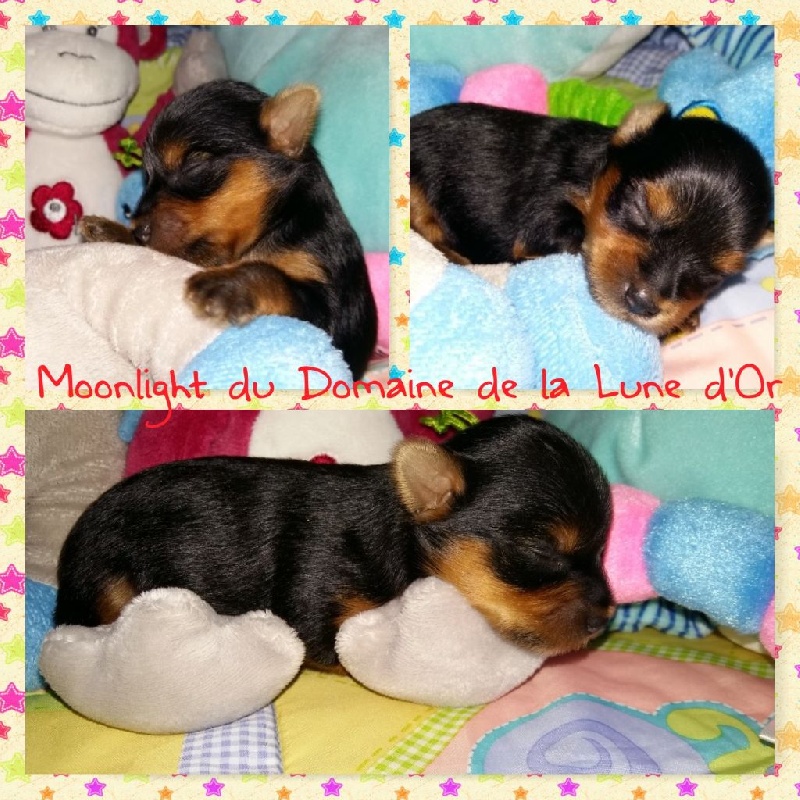 Du Domaine De La Lune D'or - Yorkshire Terrier - Portée née le 07/03/2016